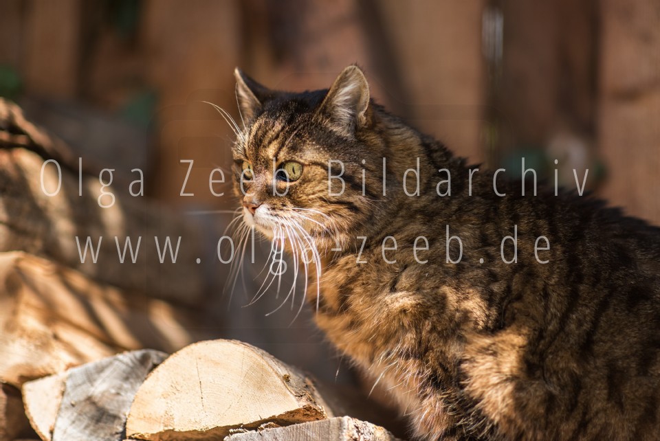 Hauskatze