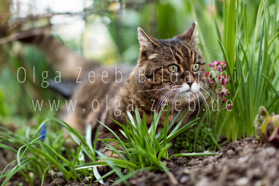 Hauskatze