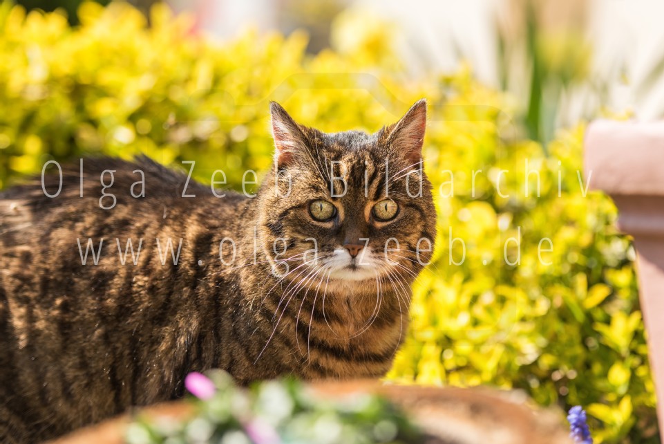 Hauskatze