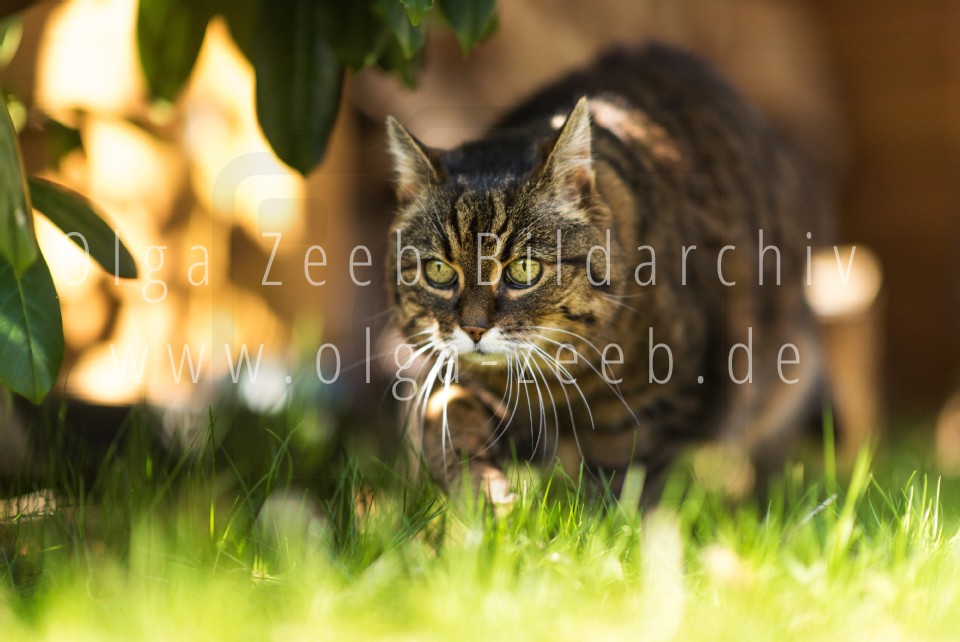 Hauskatze
