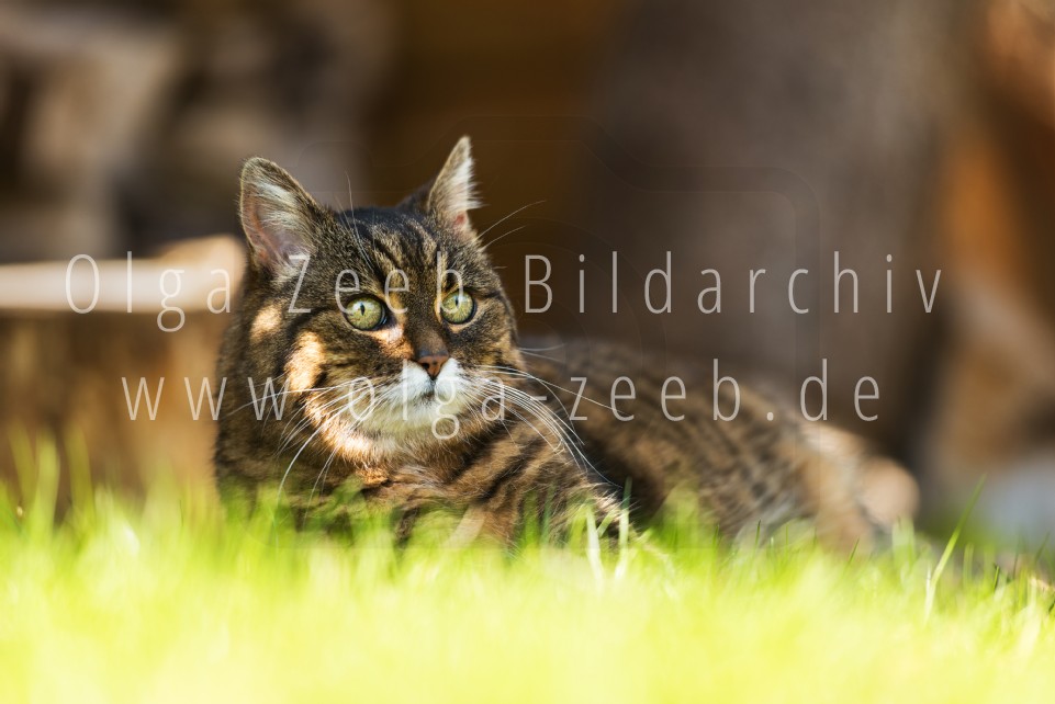 Hauskatze