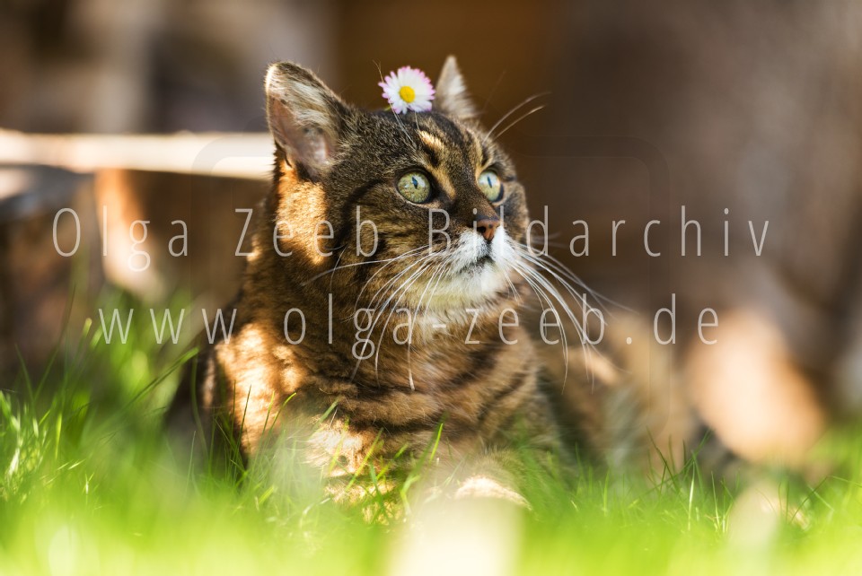 Hauskatze