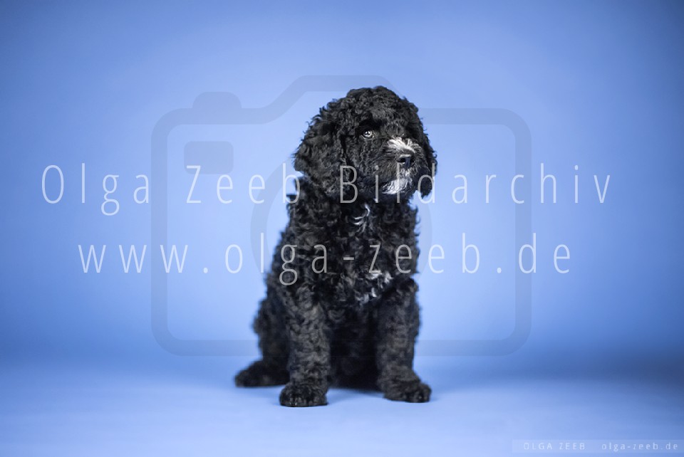 Perro de Agua Español
