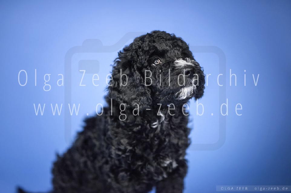 Perro de Agua Español