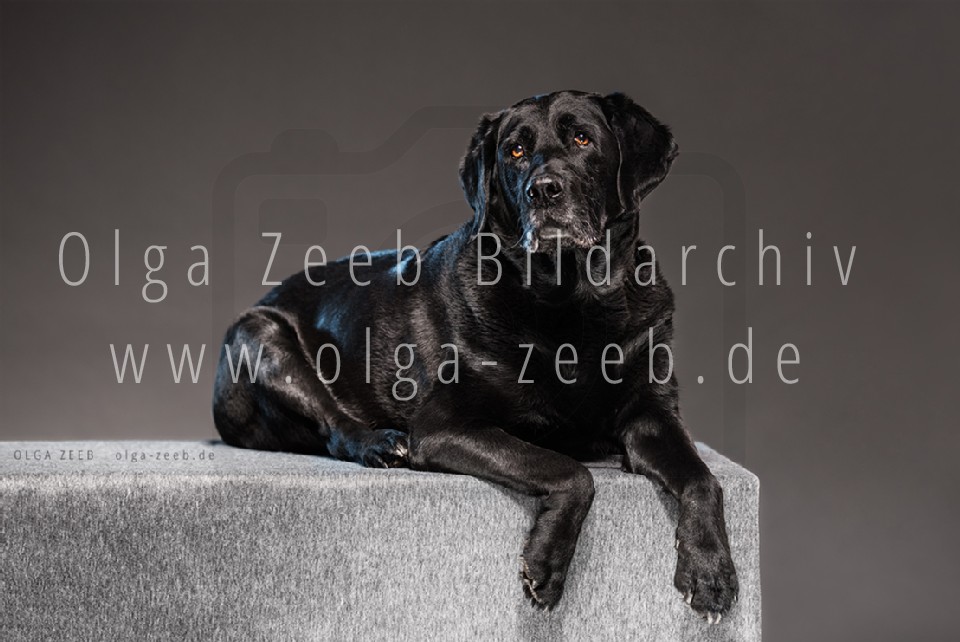 Labrador schwarz