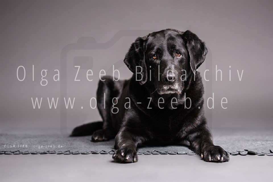 Labrador schwarz