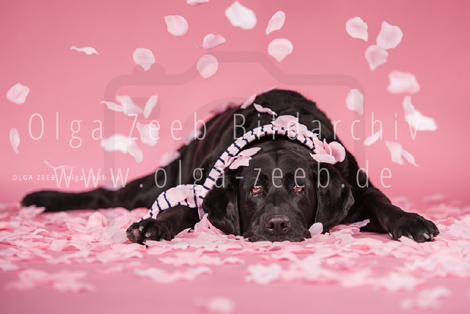 Labrador schwarz