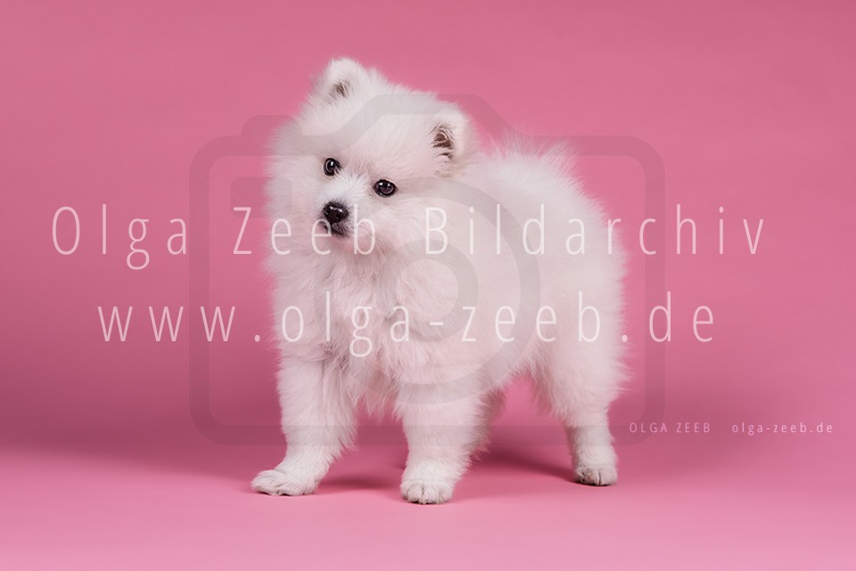 Japan Spitz