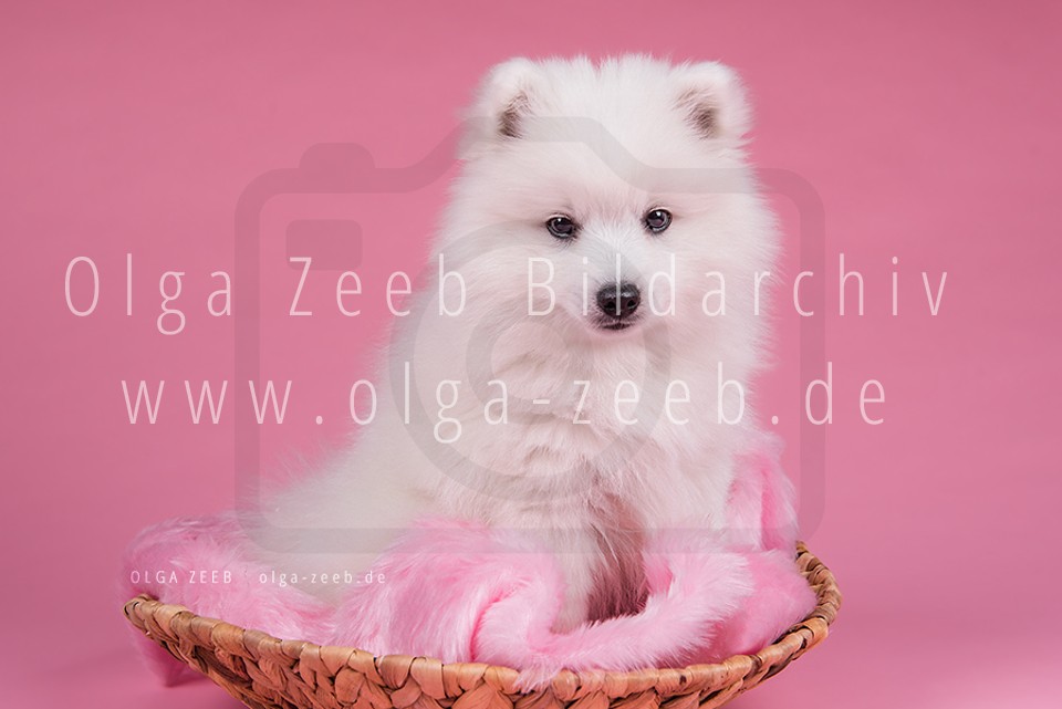 Japan Spitz