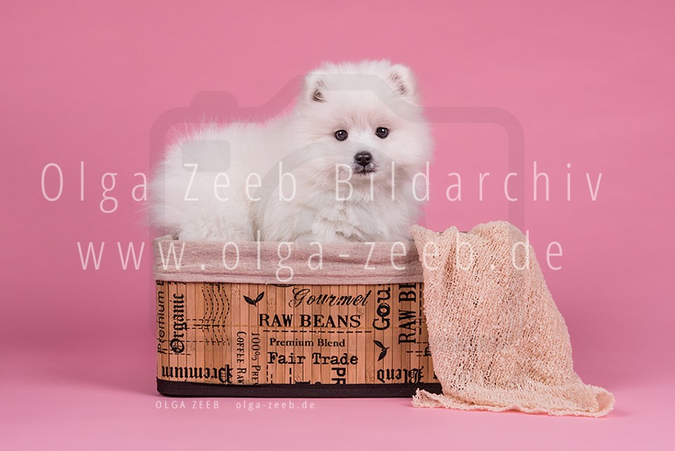 Japan Spitz