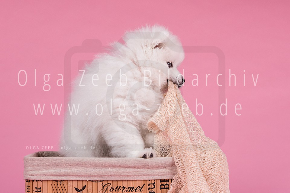 Japan Spitz