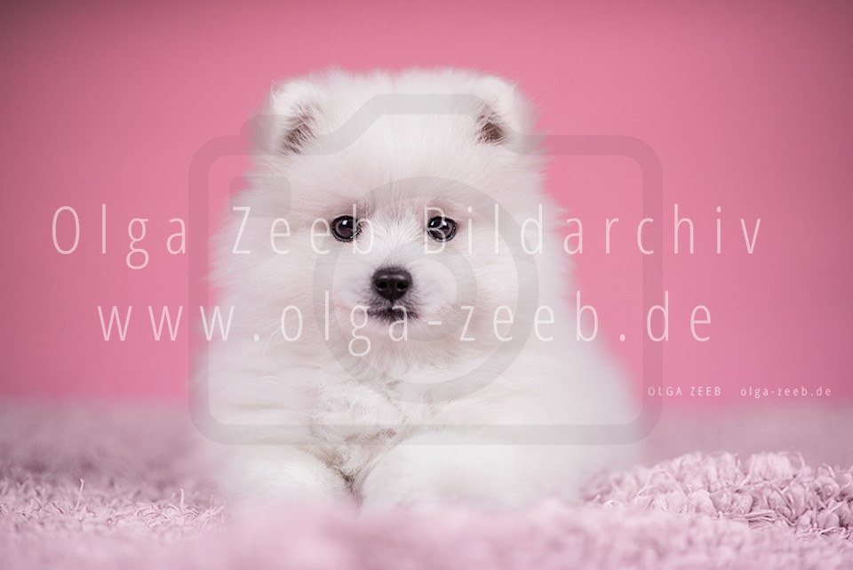 Japan Spitz