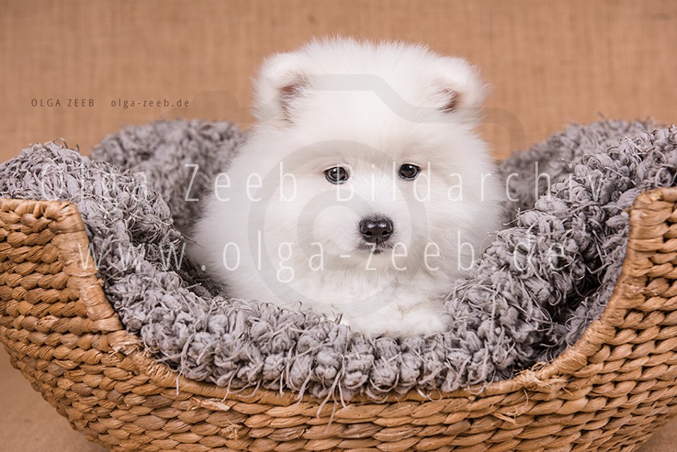 Japan Spitz
