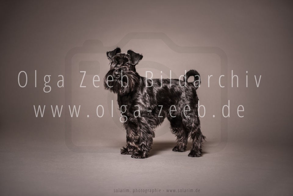 Zwergschnauzer