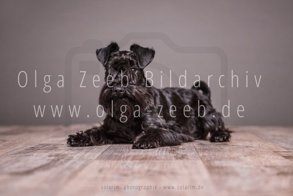 Zwergschnauzer