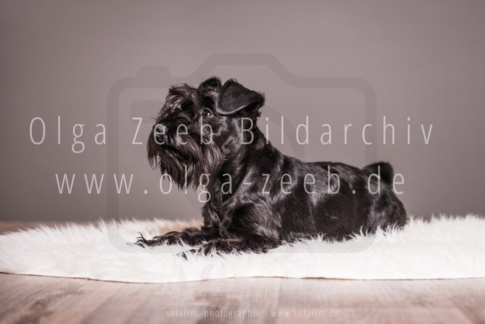 Zwergschnauzer