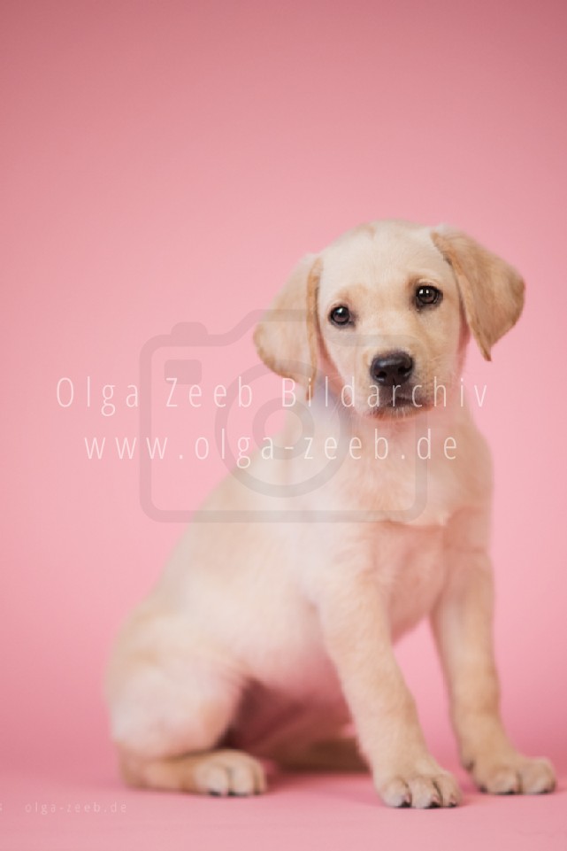 Labrador hell