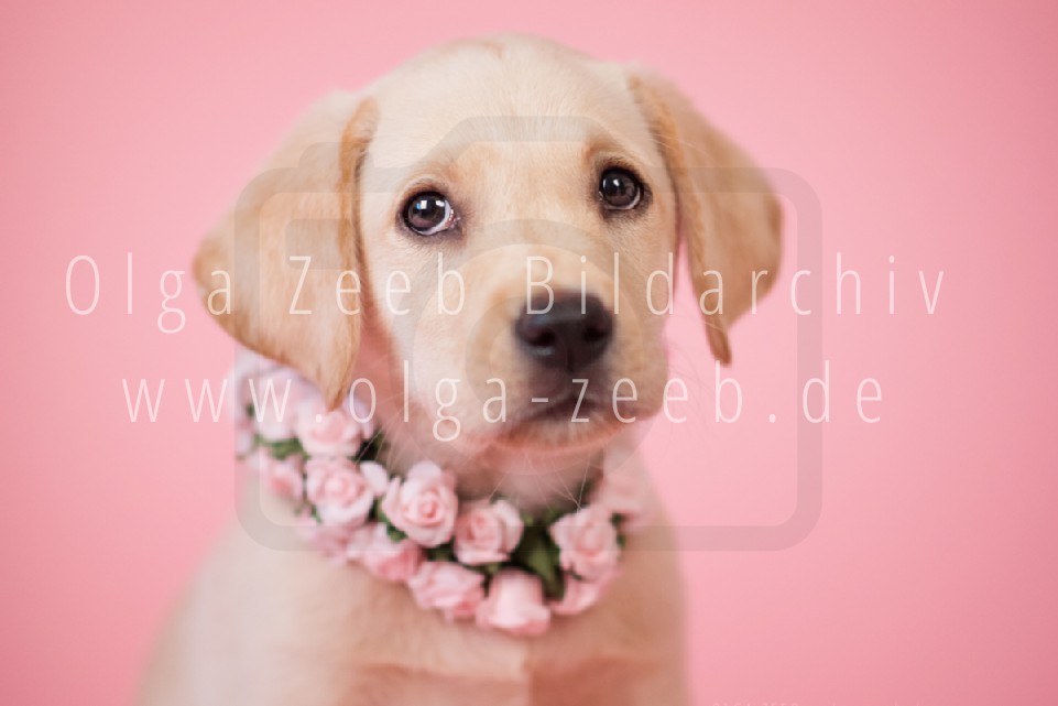 Labrador hell
