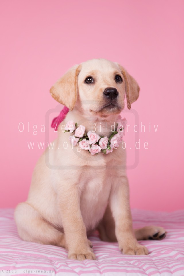 Labrador hell