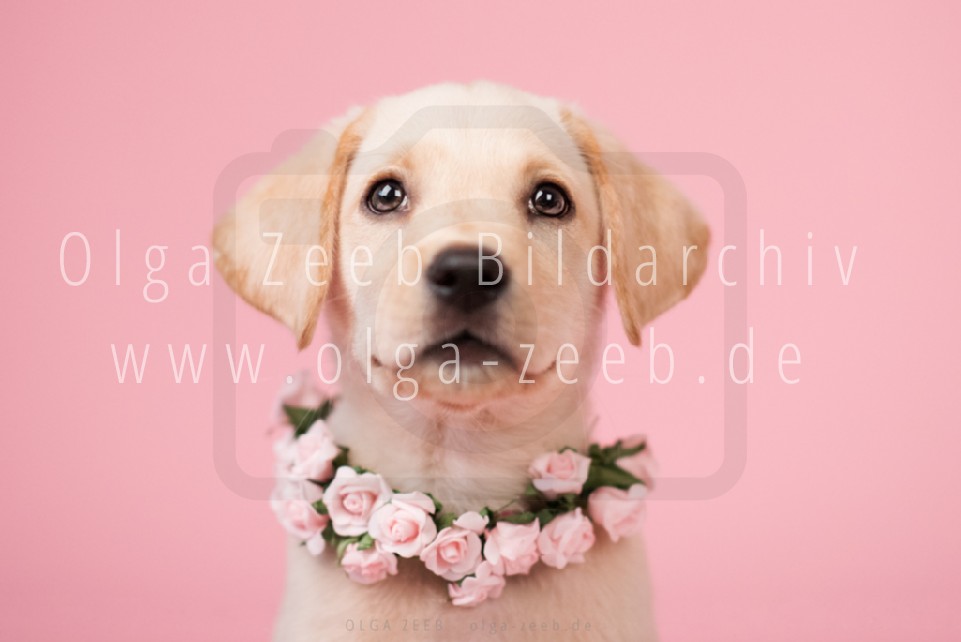 Labrador hell