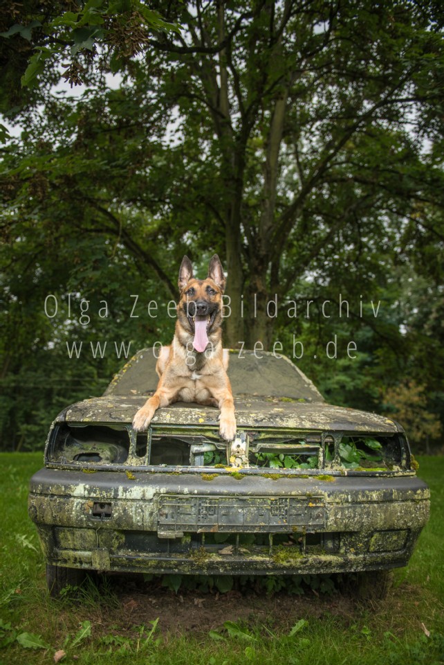 Polizei Hund