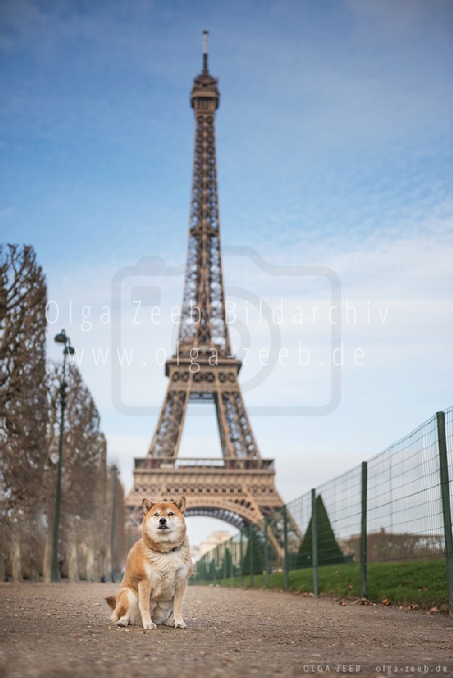 Shiba Inu