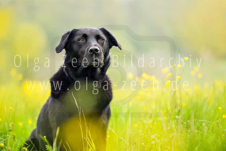 Labrador Mix