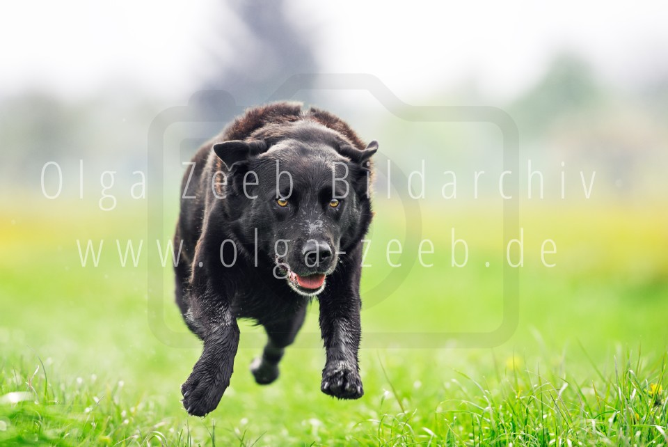 Labrador Mix