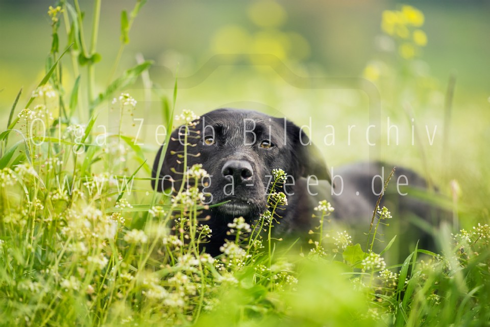 Labrador Mix