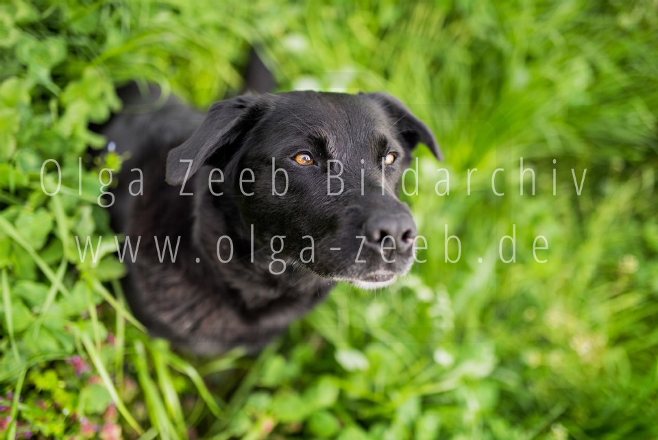 Labrador Mix