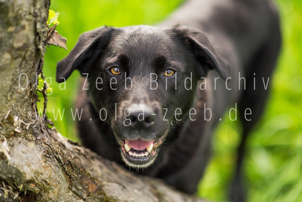 Labrador Mix