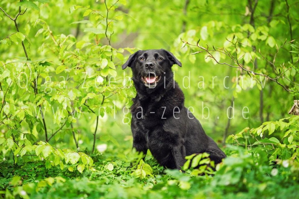 Labrador Mix