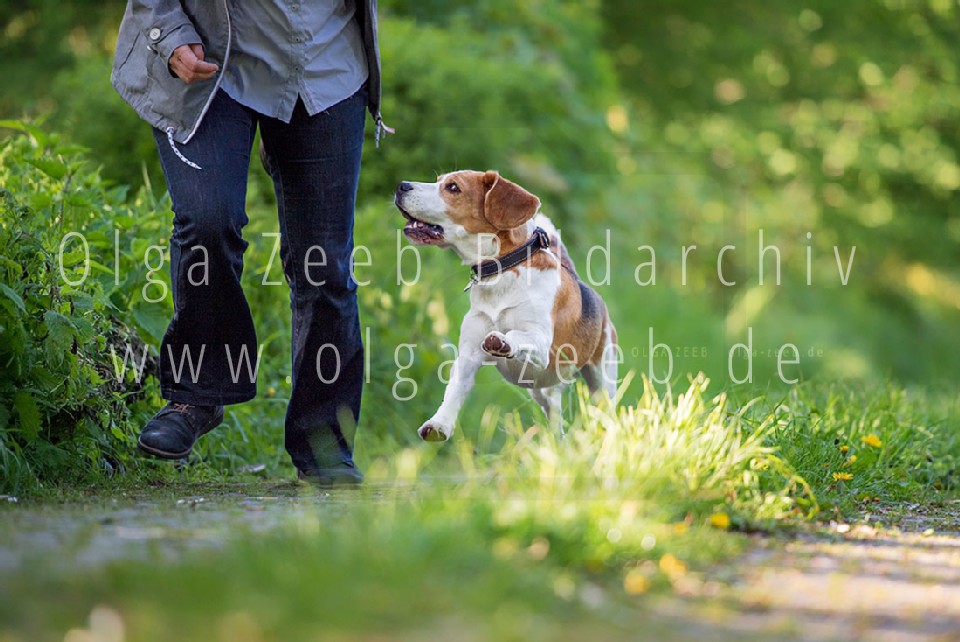 Beagle