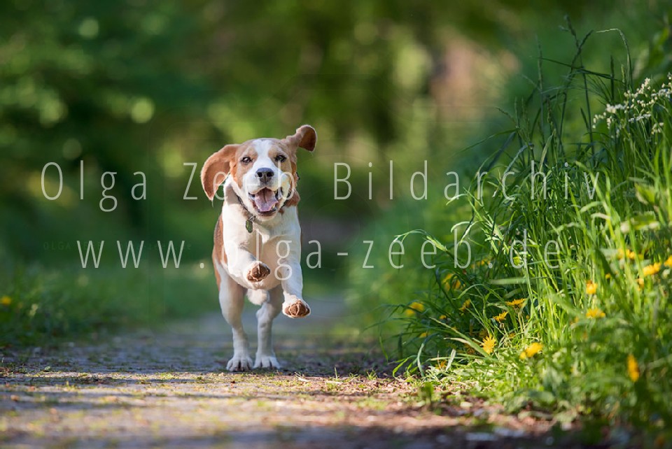 Beagle