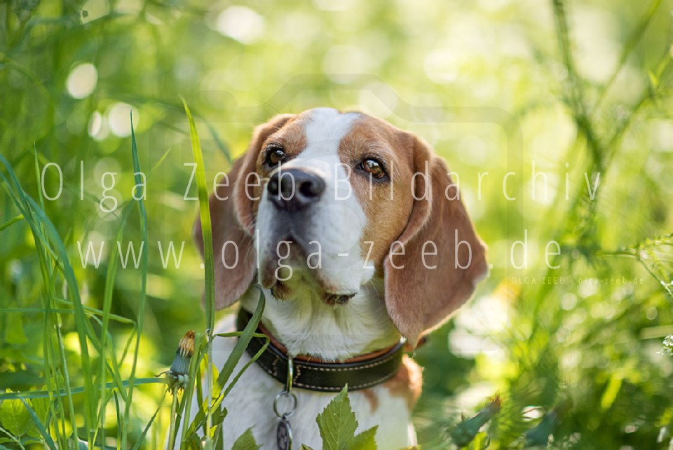 Beagle