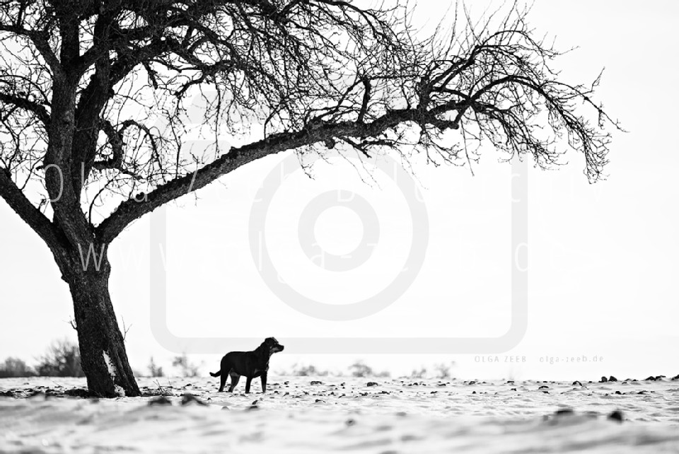 Rottweiler Schnee