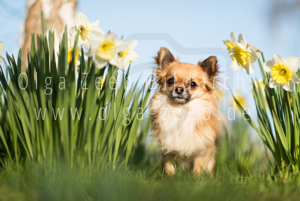 Chihuahua