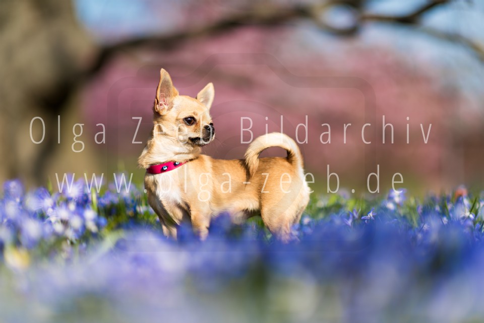 Chihuahua