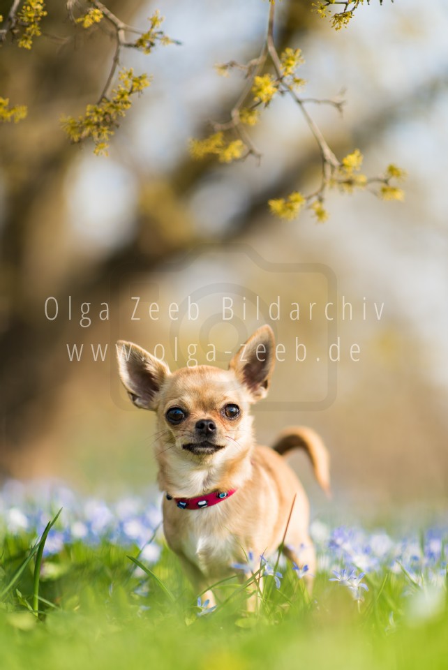 Chihuahua
