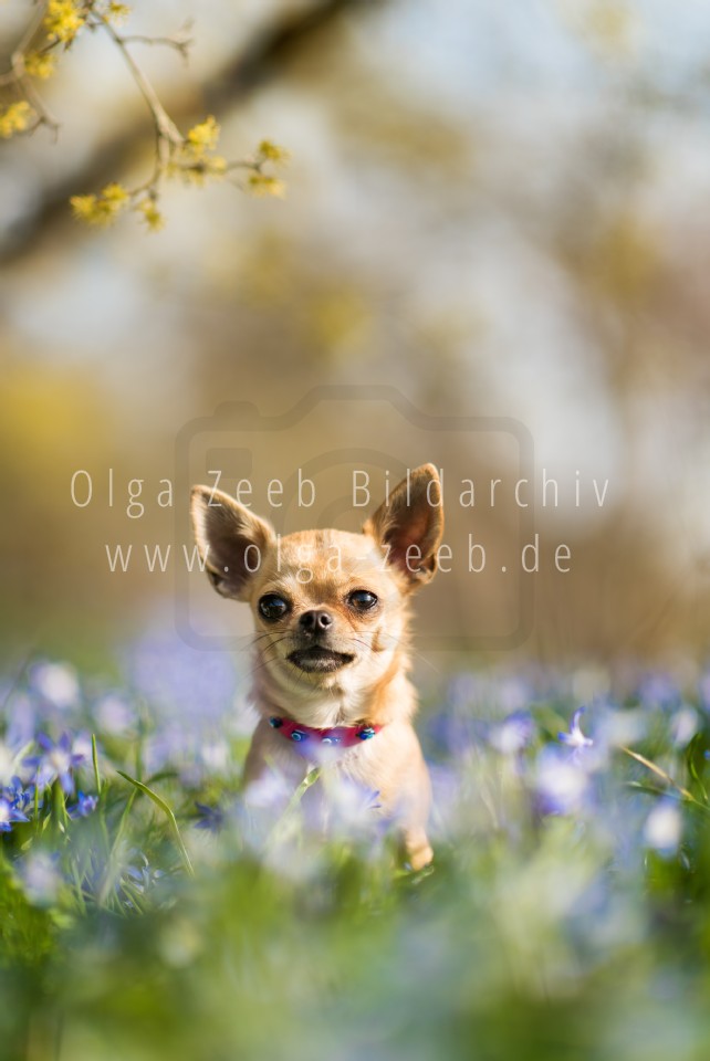 Chihuahua