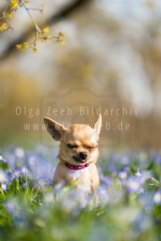 Chihuahua
