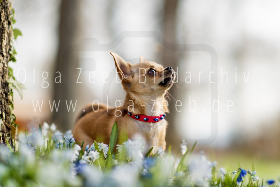 Chihuahua