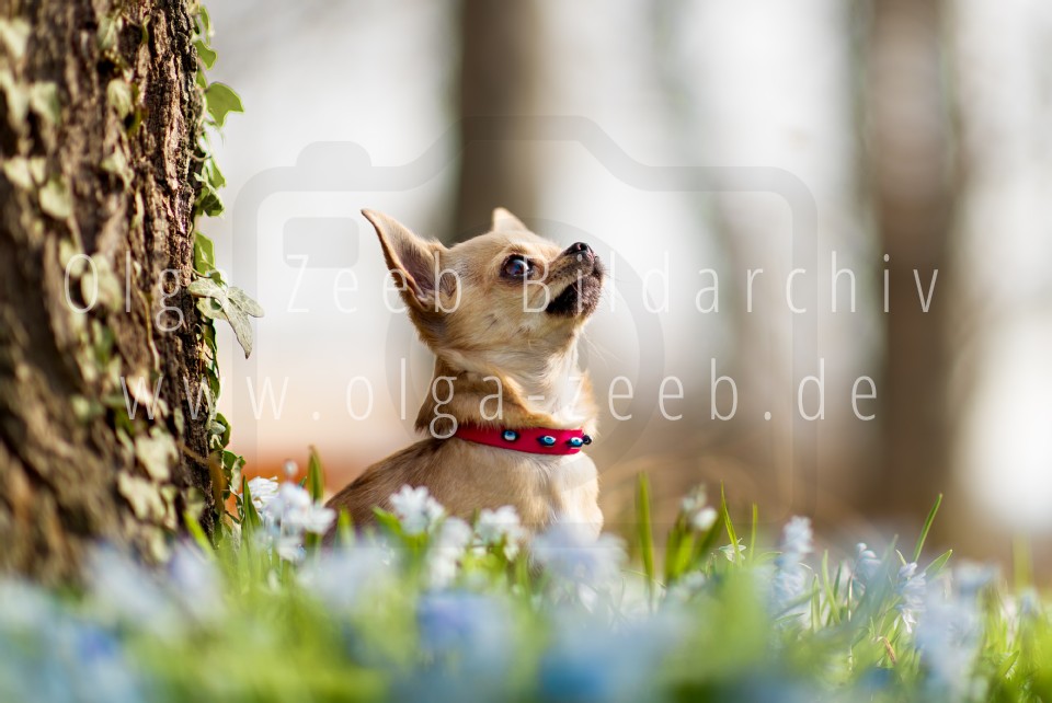 Chihuahua