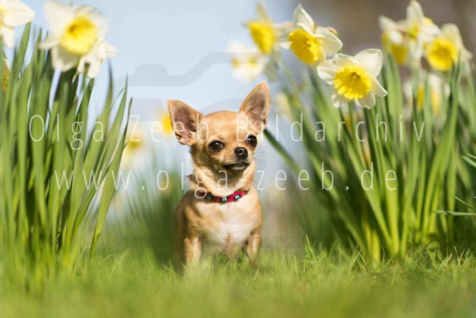 Chihuahua