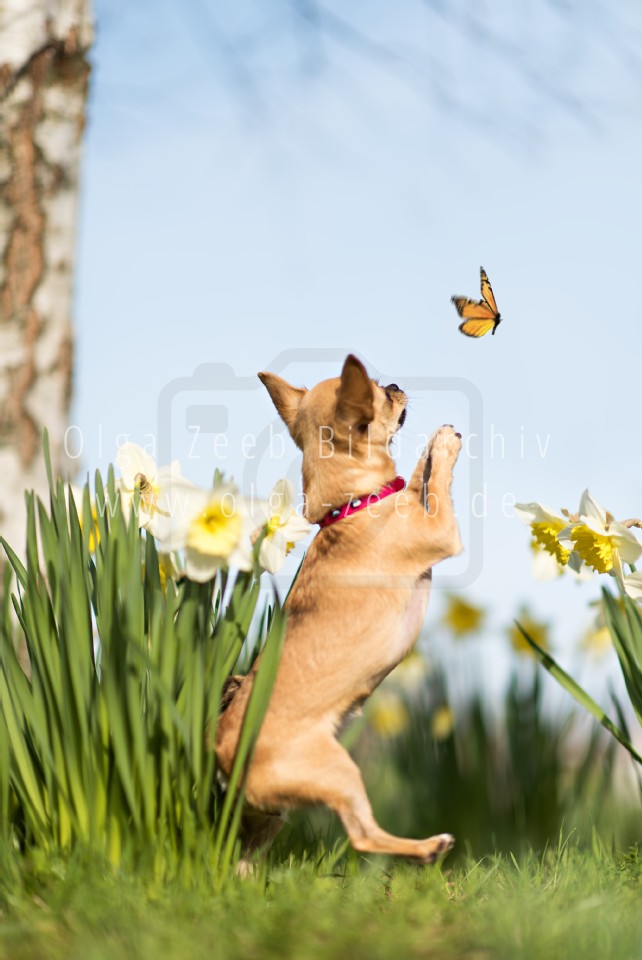 Chihuahua