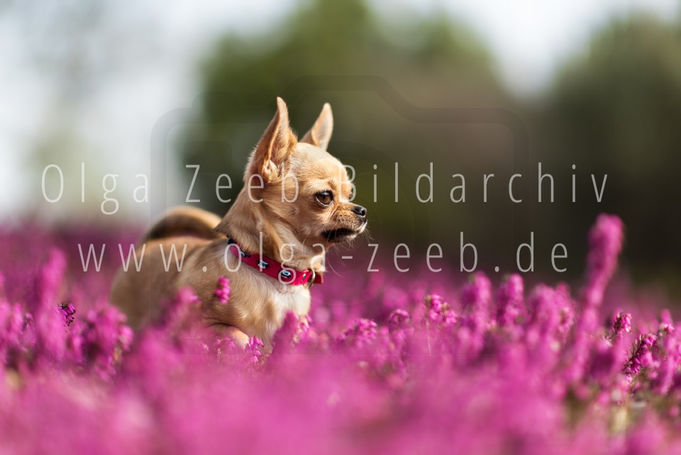 Chihuahua