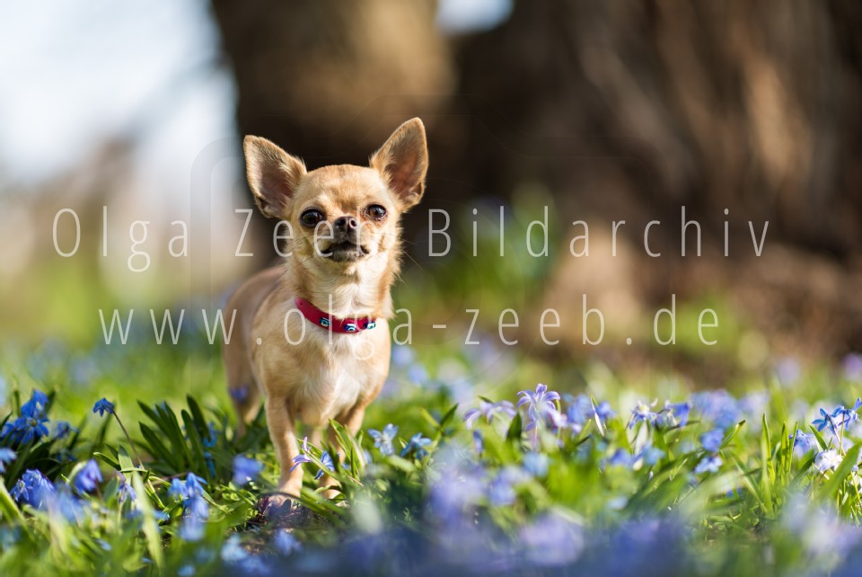 Chihuahua