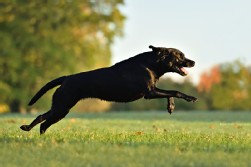 Labrador schwarz