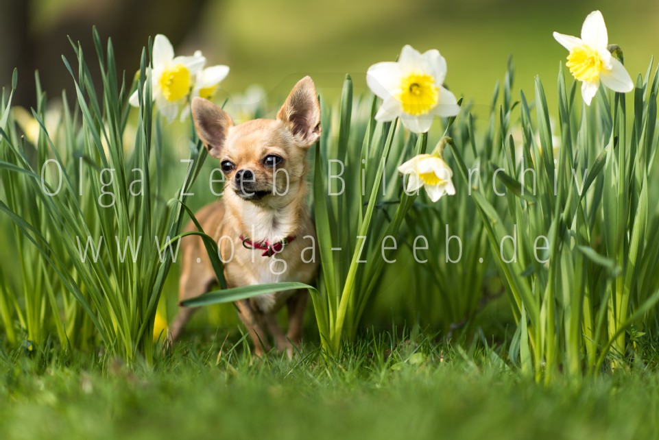 Chihuahua