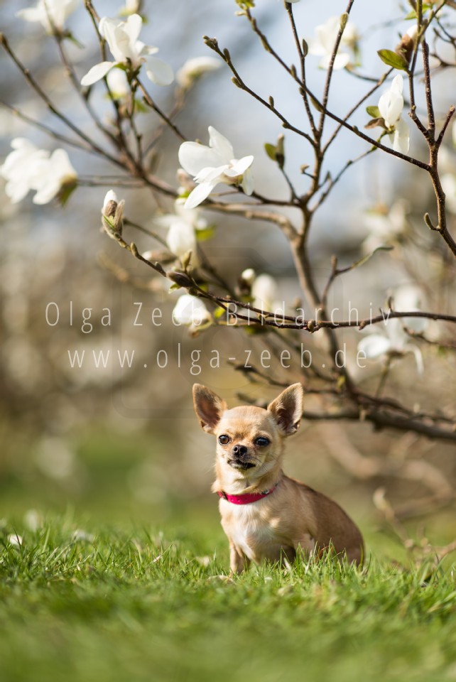 Chihuahua